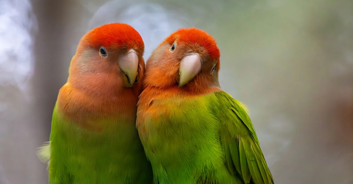 室内で鳥用ハーネスを怖がらずに確認するインコ