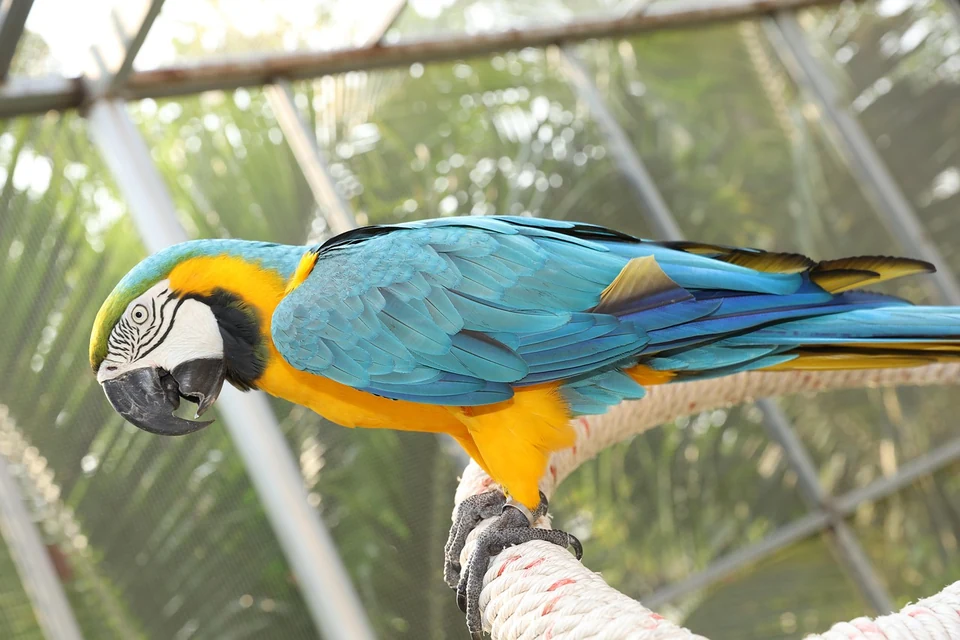 止まり木のインコがターゲットスティックへ自分から近づくトレーニング風景