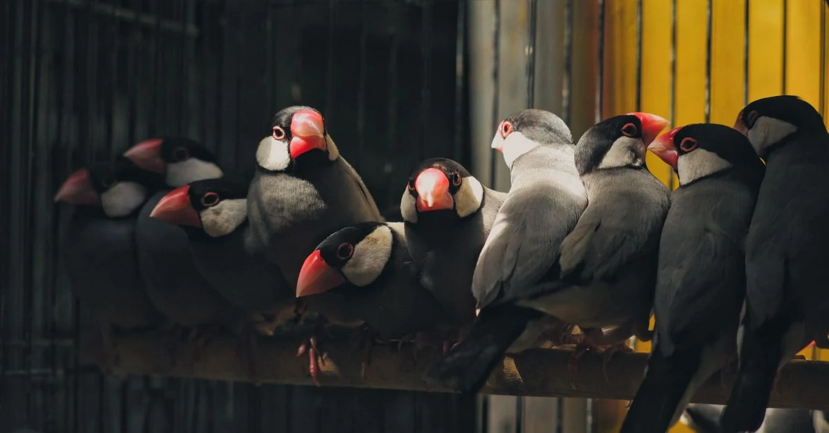 明るく安全な室内ケージで穏やかに過ごす文鳥