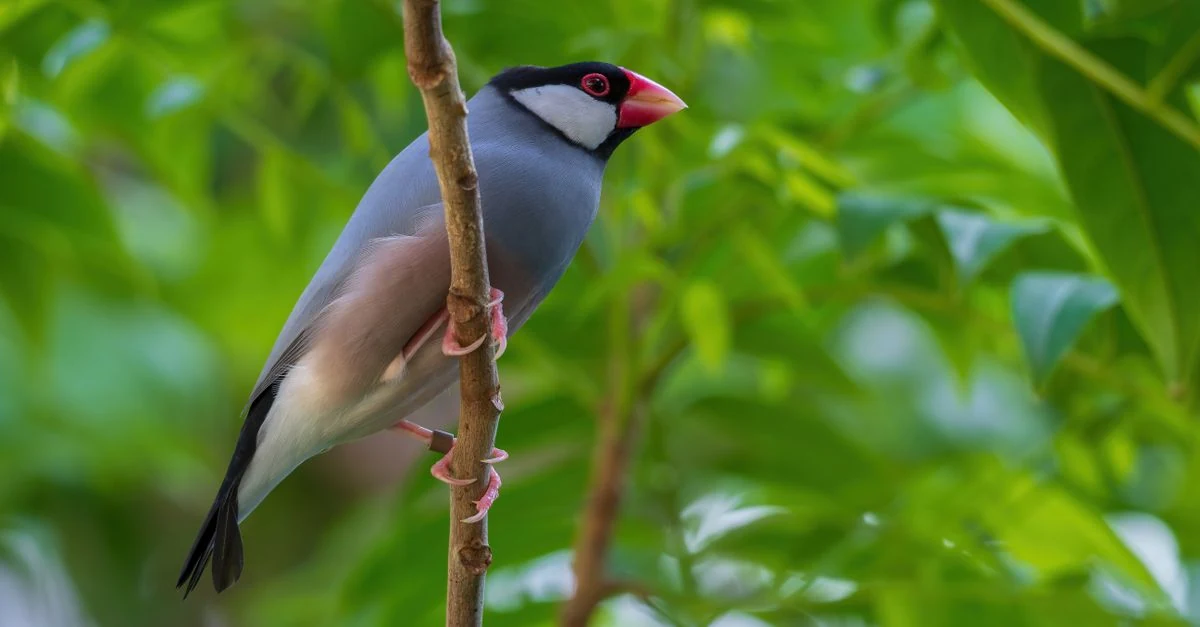 止まり木で穏やかに過ごす文鳥を家庭で健康観察する様子
