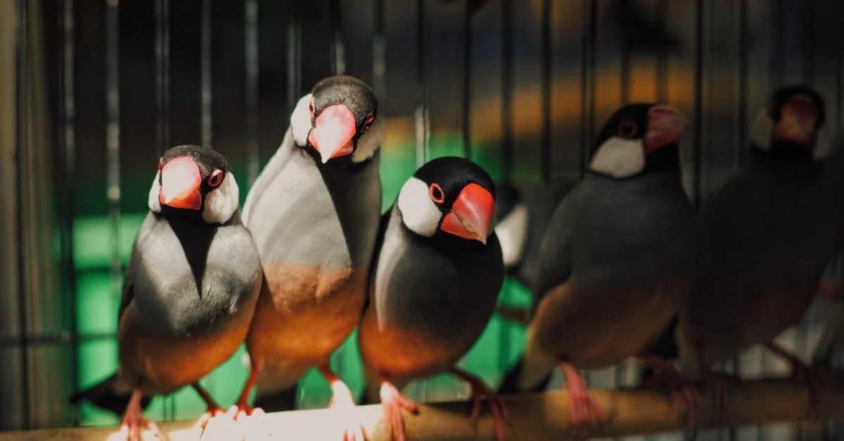 飼い主の手に自分から乗る文鳥