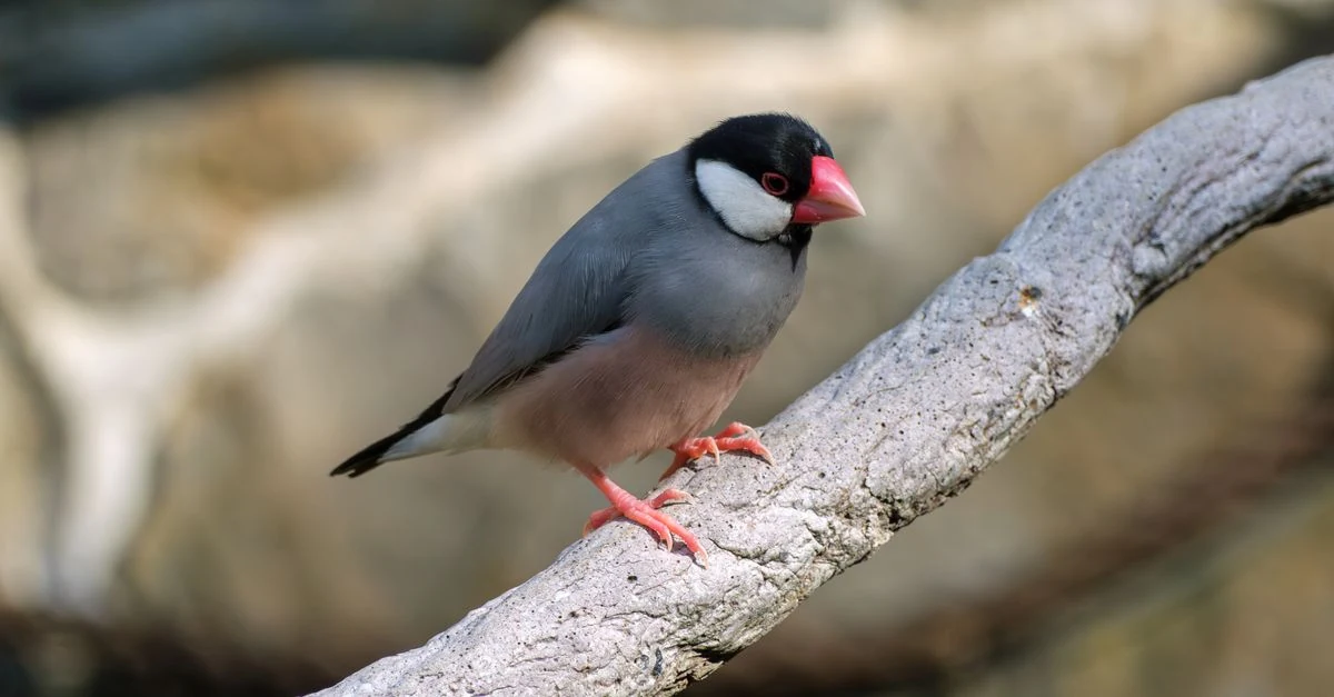 冬の室内で温度計とヒーターを使って文鳥のケージを保温する様子