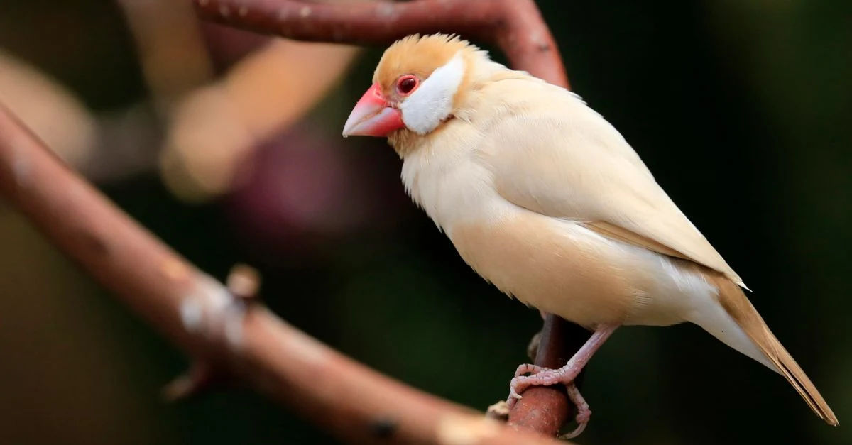 桜文鳥・白文鳥・シナモン文鳥の羽色を見比べる様子