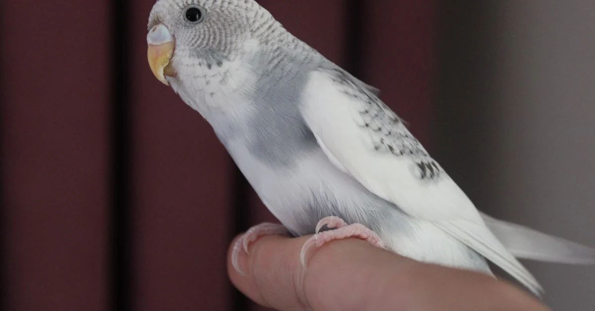 文鳥とセキセイインコが並ぶ様子