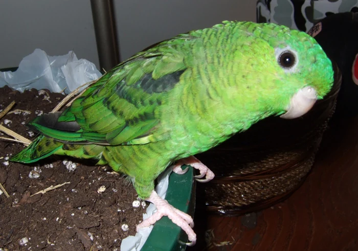 自然木の止まり木にとまる緑色のサザナミインコ