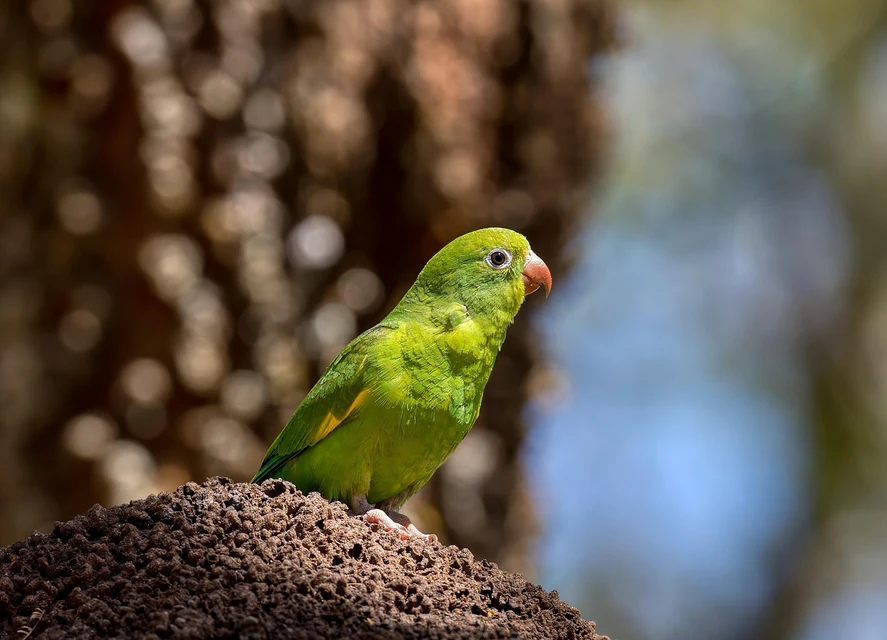 逃げたインコを自宅周辺で探す飼い主