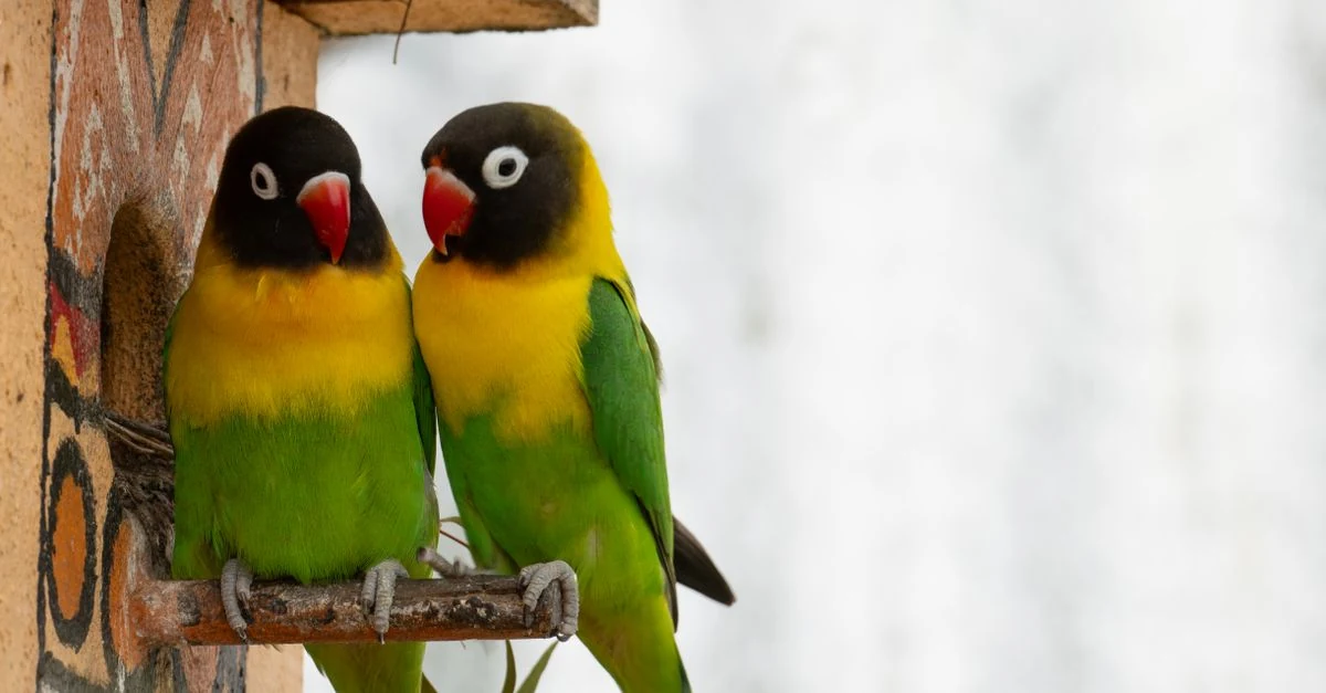 黒い頭部と白いアイリングが特徴のボタンインコ