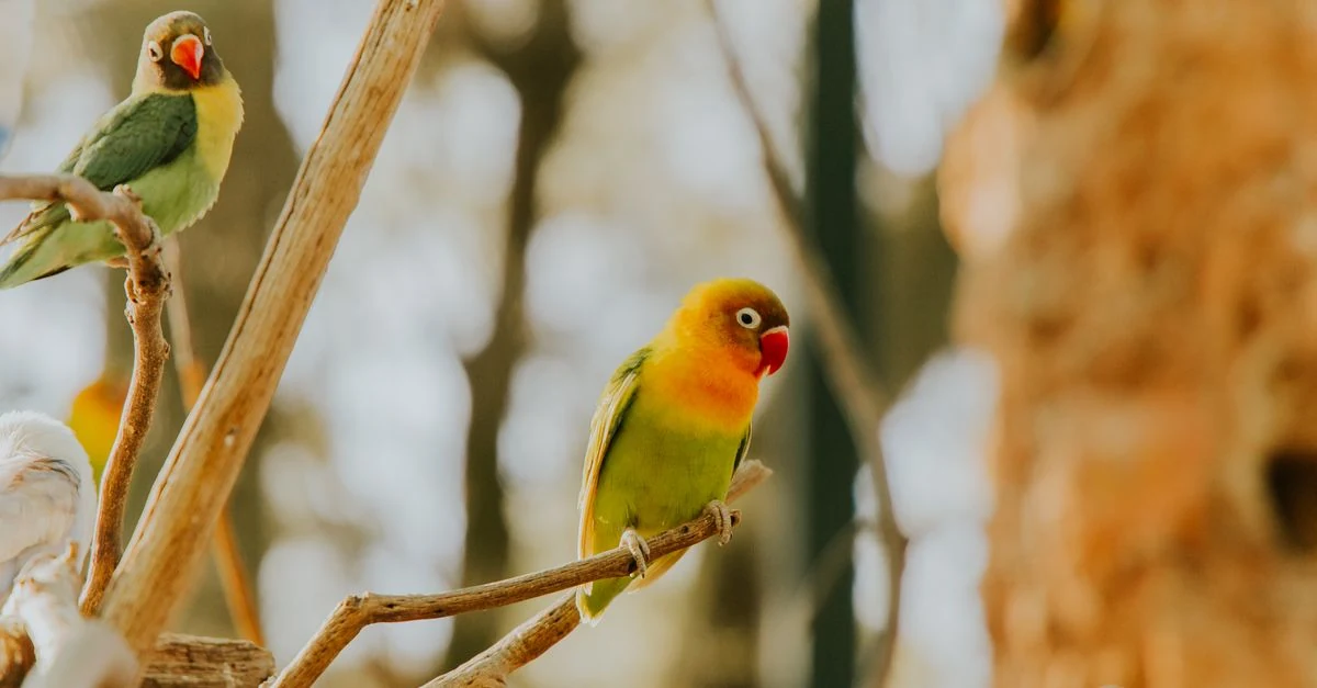 明るい室内の安全なケージで止まり木にとまるコザクラインコ