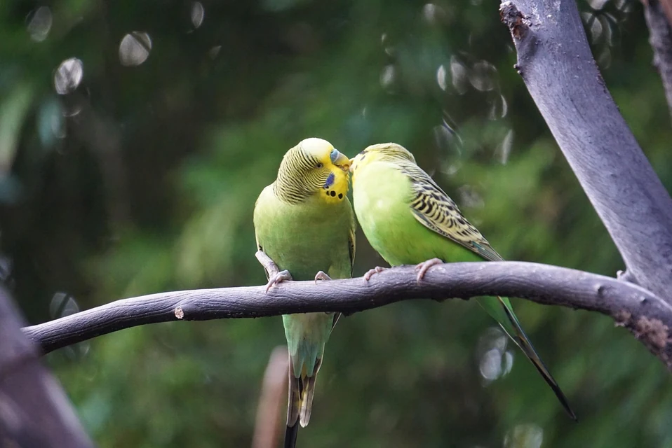 動物病院でセキセイインコの体重と健康状態を確認する様子