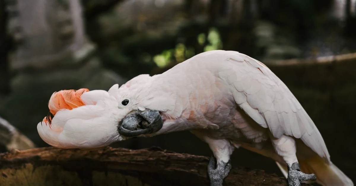 ケージ底の抜けた羽を観察しながらインコの換羽と毛引きを見分ける様子