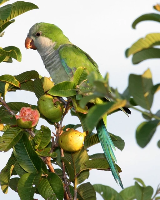室内の丈夫なケージのそばで過ごす緑色のオキナインコ