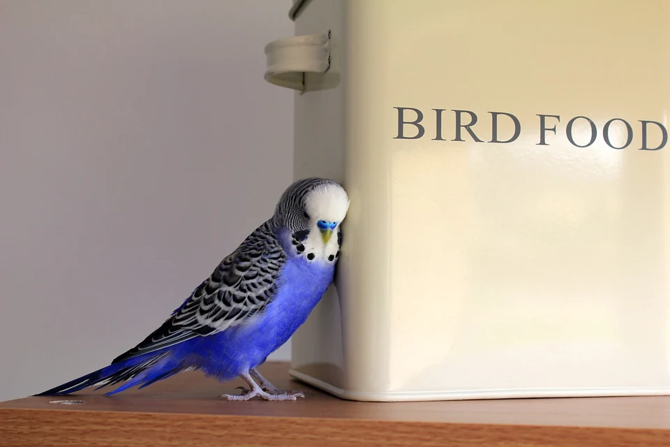 シードとペレットの餌入れを見比べるインコ