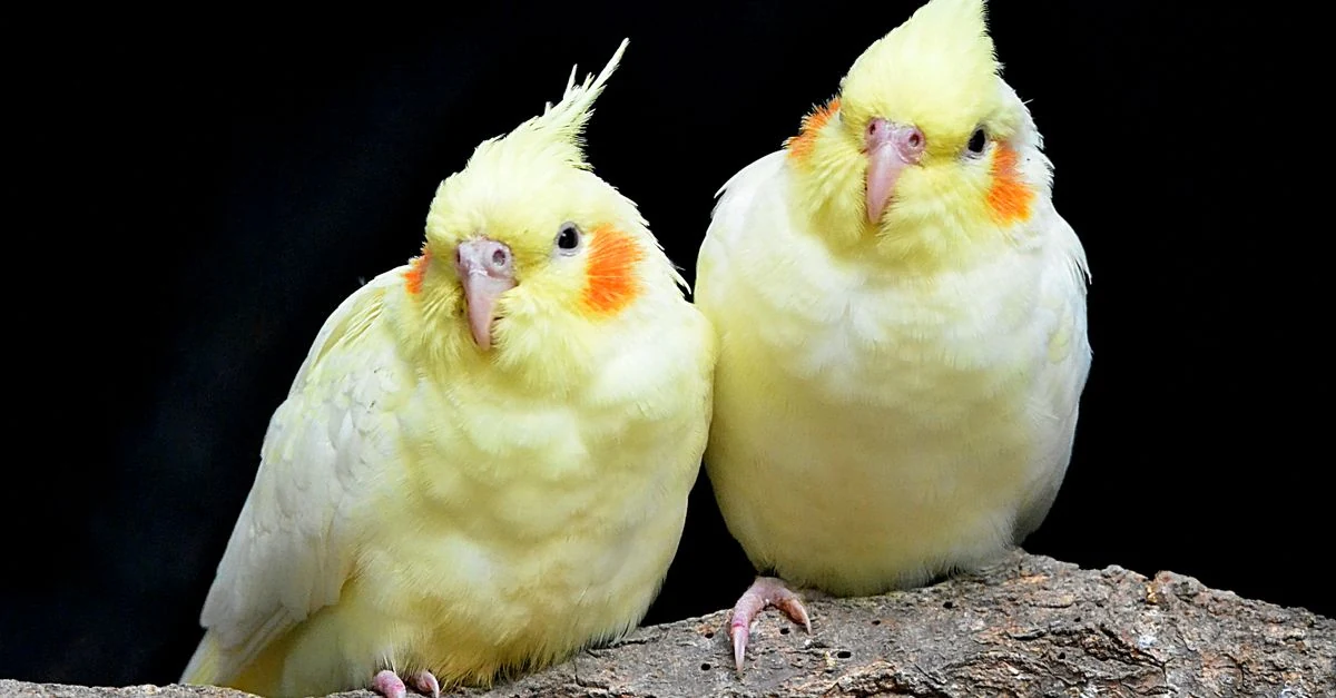 オカメインコの羽の状態を明るい室内で観察する飼い主