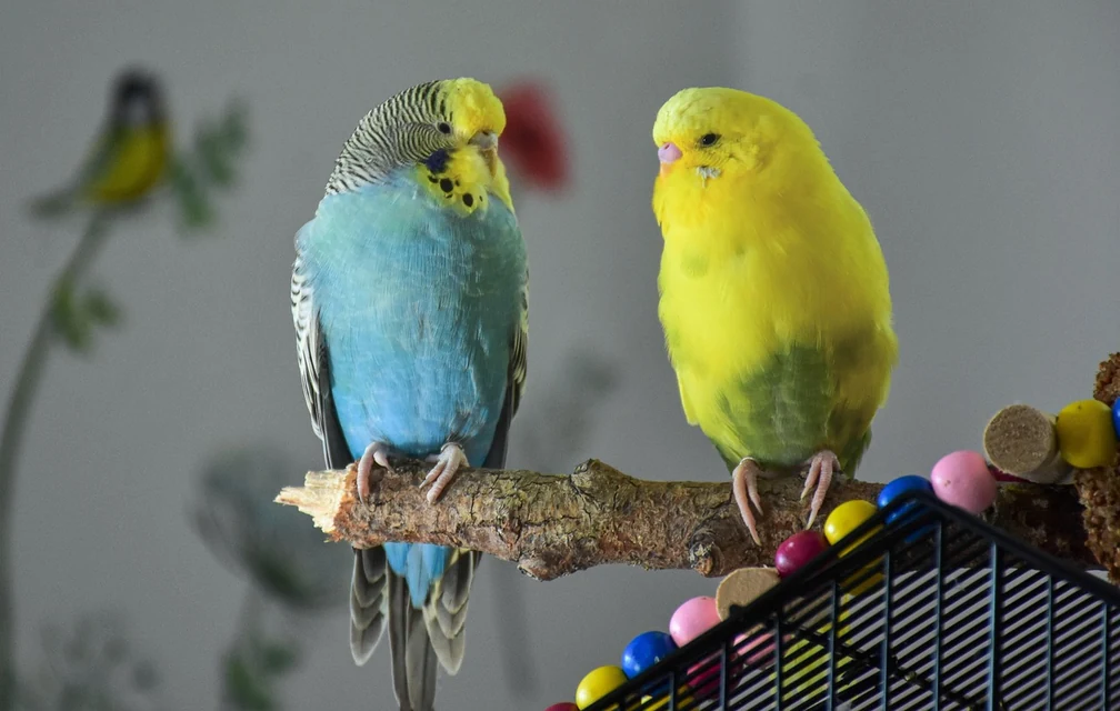 ケージの前でインコの吐き戻しと嘔吐の痕跡を確認する飼い主