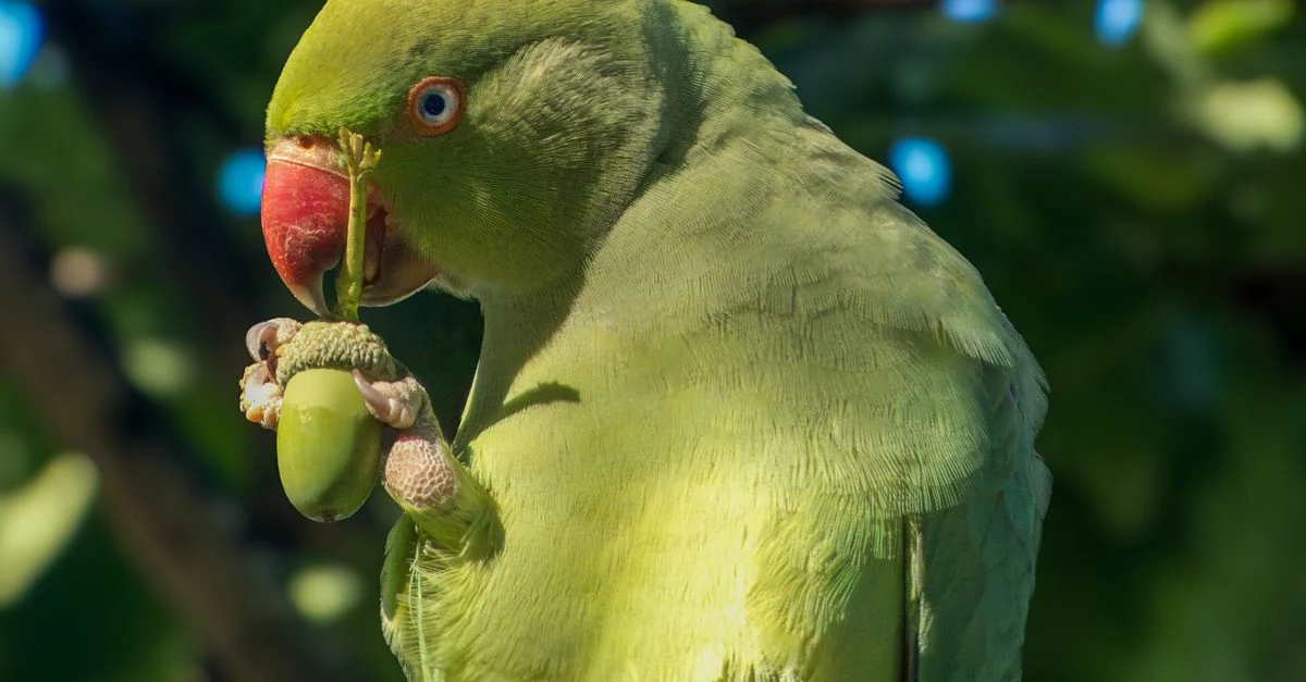 小さく切ったりんごやいちごを入れた餌皿のそばにいるインコ
