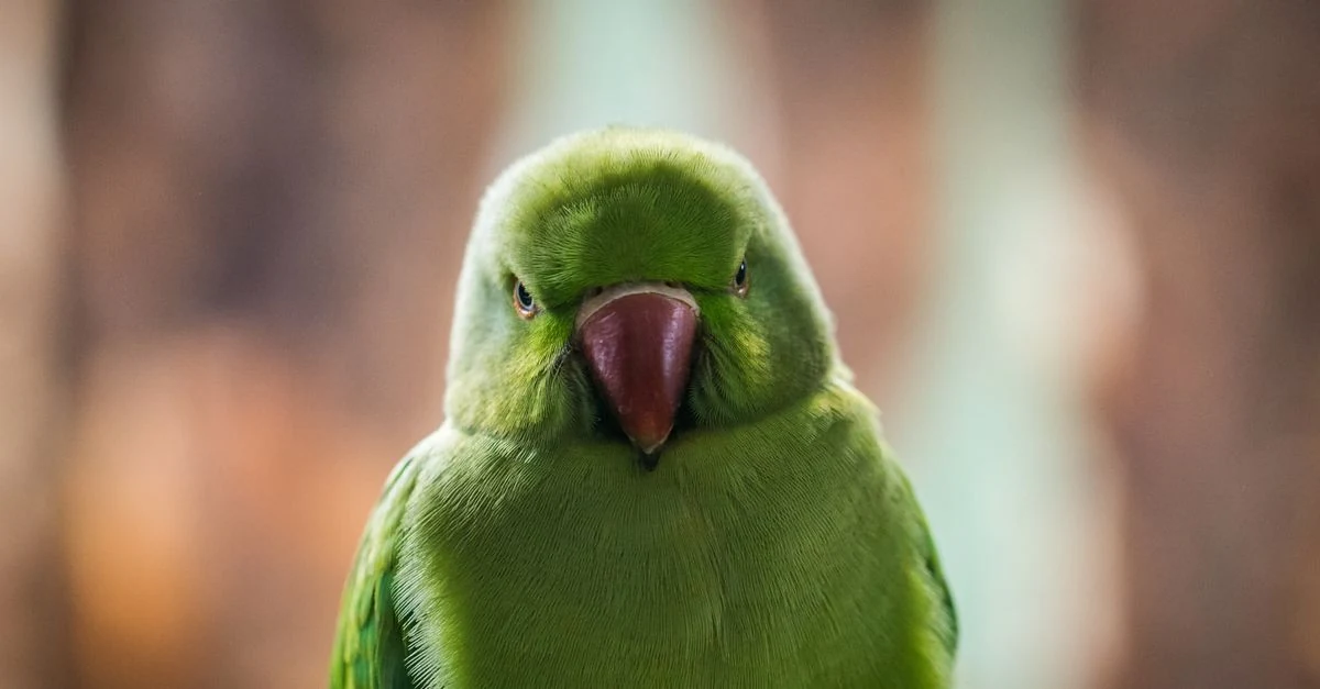 動物病院でくちばしとろう膜を診察してもらうセキセイインコ