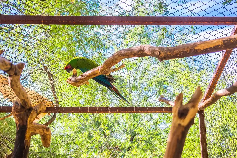 別々のケージから互いの様子を見る2羽のインコ