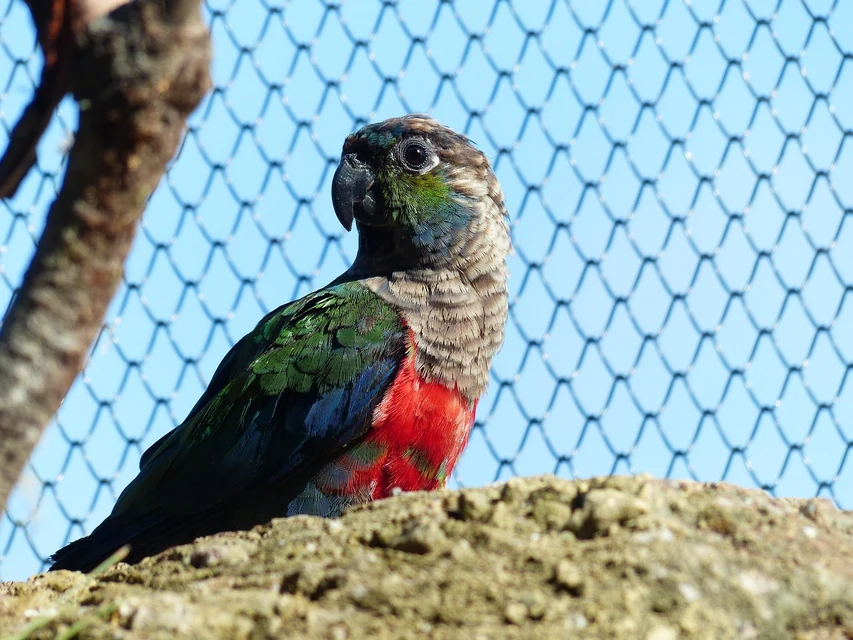低い止まり木と餌入れを備えたケージで休むシニア期のインコ