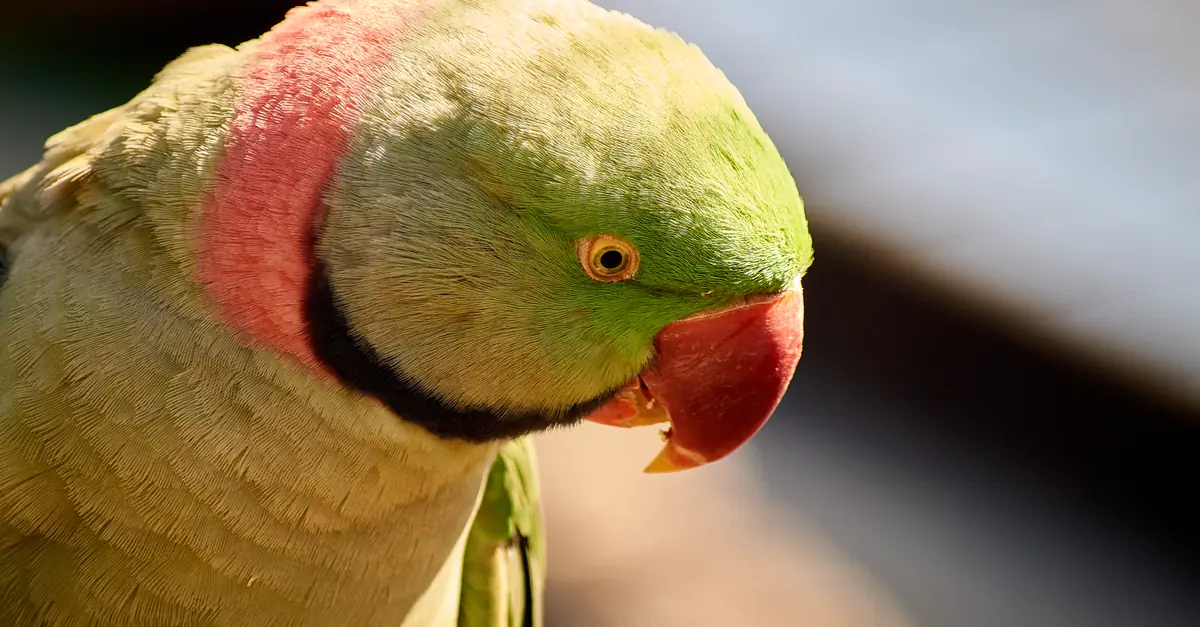 一人暮らしの部屋で安全なケージ内にいるセキセイインコ