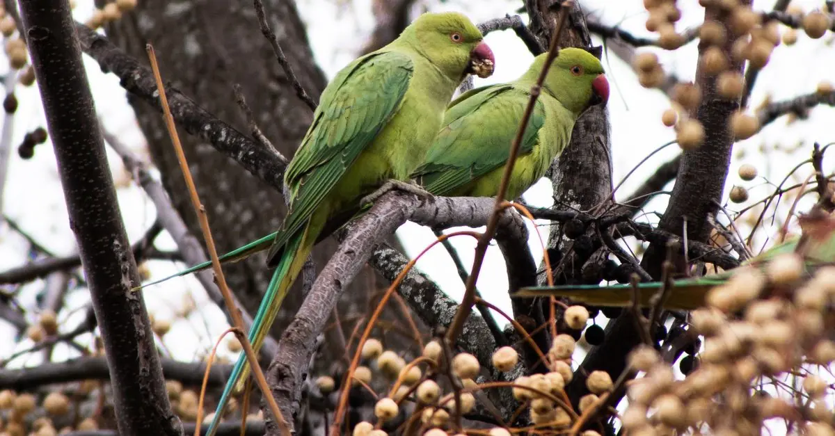 短い芽が出た発芽シードをガラス容器で確認するインコの飼い主