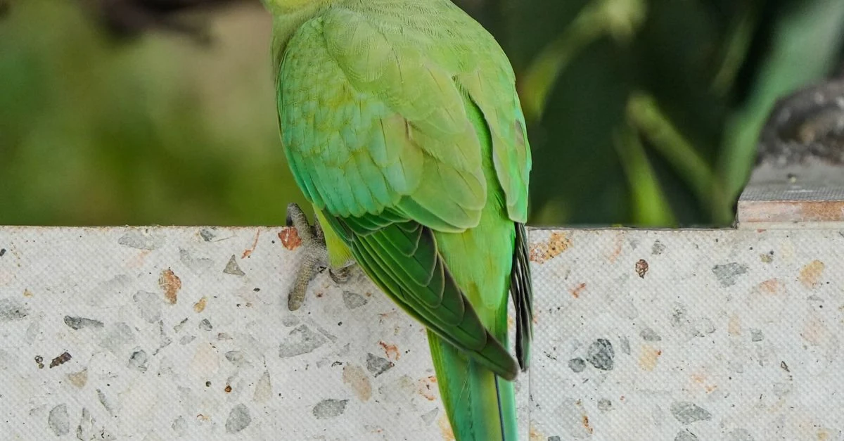 差し出した指へ自分から乗ろうとするインコ