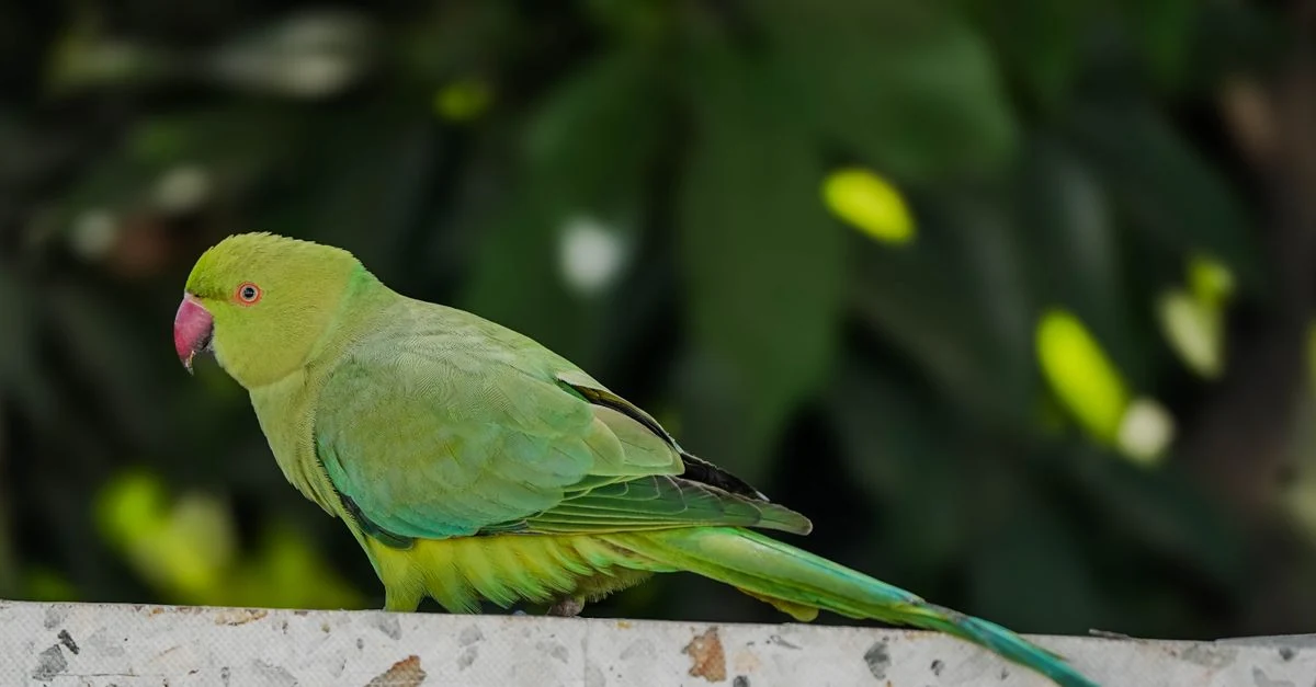 冷風を避けたケージのそばで温湿度を確認する夏のインコ飼育環境