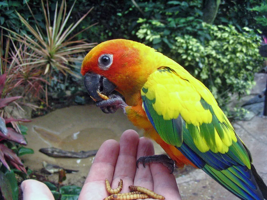 黄色とオレンジの羽が鮮やかなコガネメキシコインコ