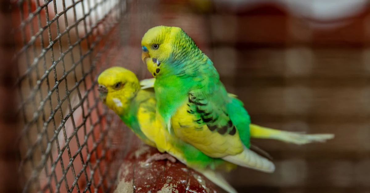 中央に翼を伸ばせる空間を残して止まり木とおもちゃを配置したセキセイインコのケージ