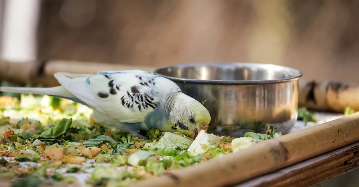 インコの餌入れとデジタルスケールで食事量を記録する様子