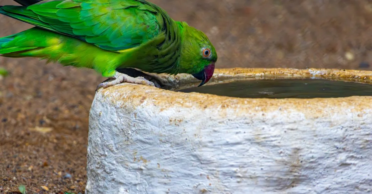 大型インコ用アビアリーを上から下へ清掃する週次ルーティン