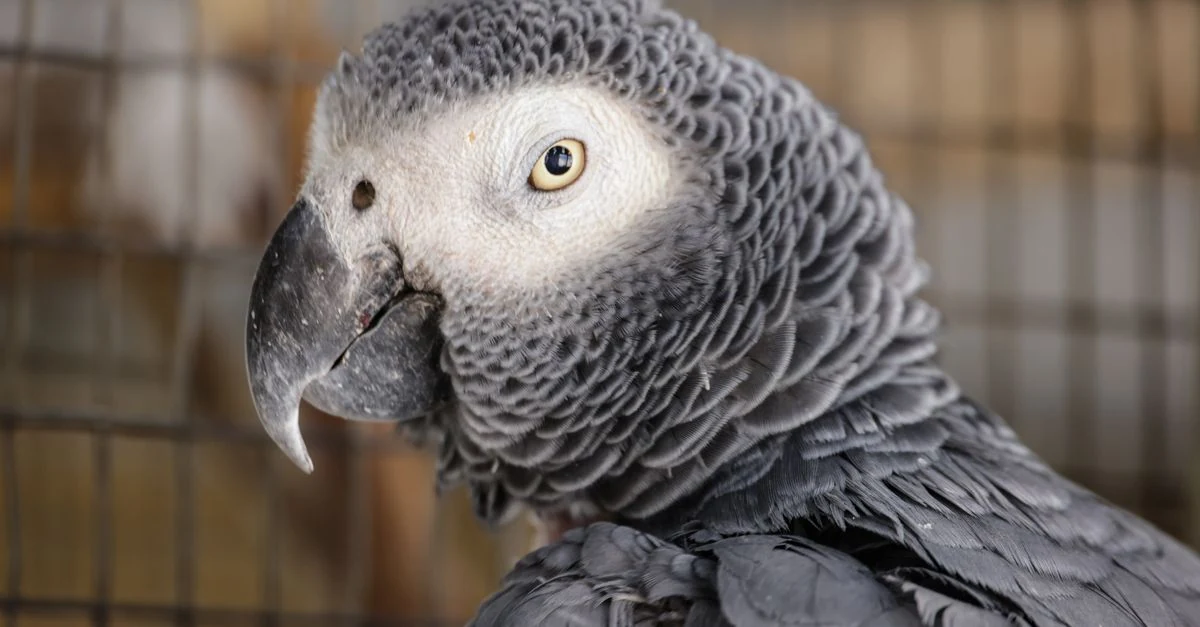 広い止まり木スペースで過ごすルリコンゴウインコ