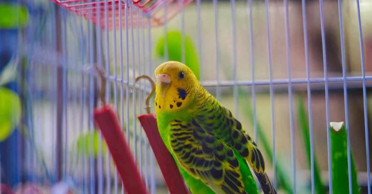 横長のケージ内で止まり木にとまる成長したセキセイインコ