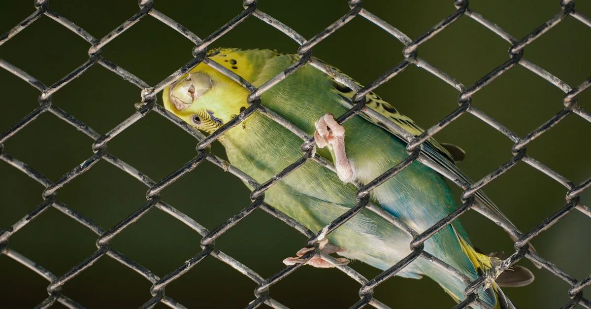 冬の室内で温湿度計とヒーターを使いインコのケージを保温する様子
