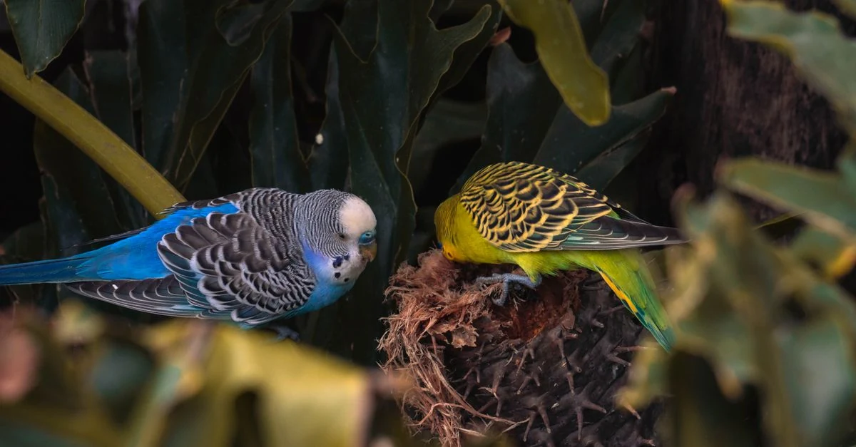 羽の状態を観察されているセキセイインコ