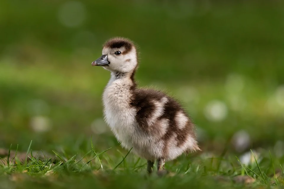 温度計と挿し餌用品のそばで保温されるインコの雛