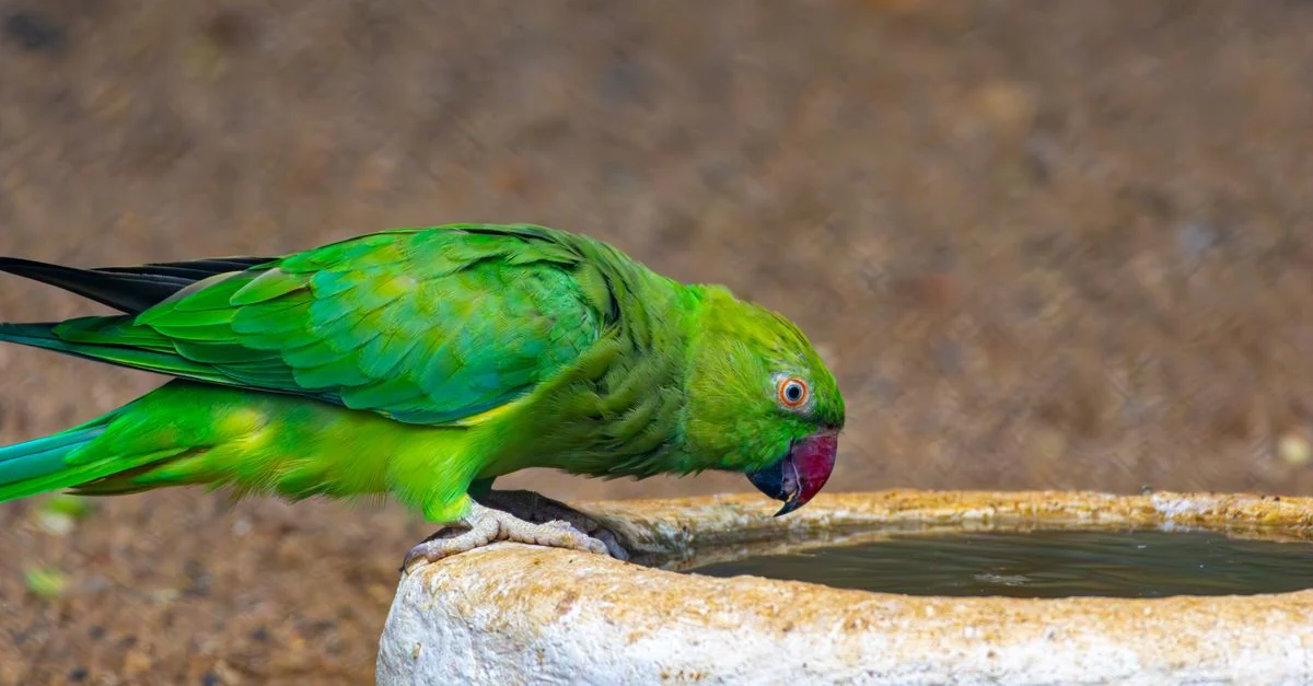 夏の室内で温湿度計のそばにいるセキセイインコ