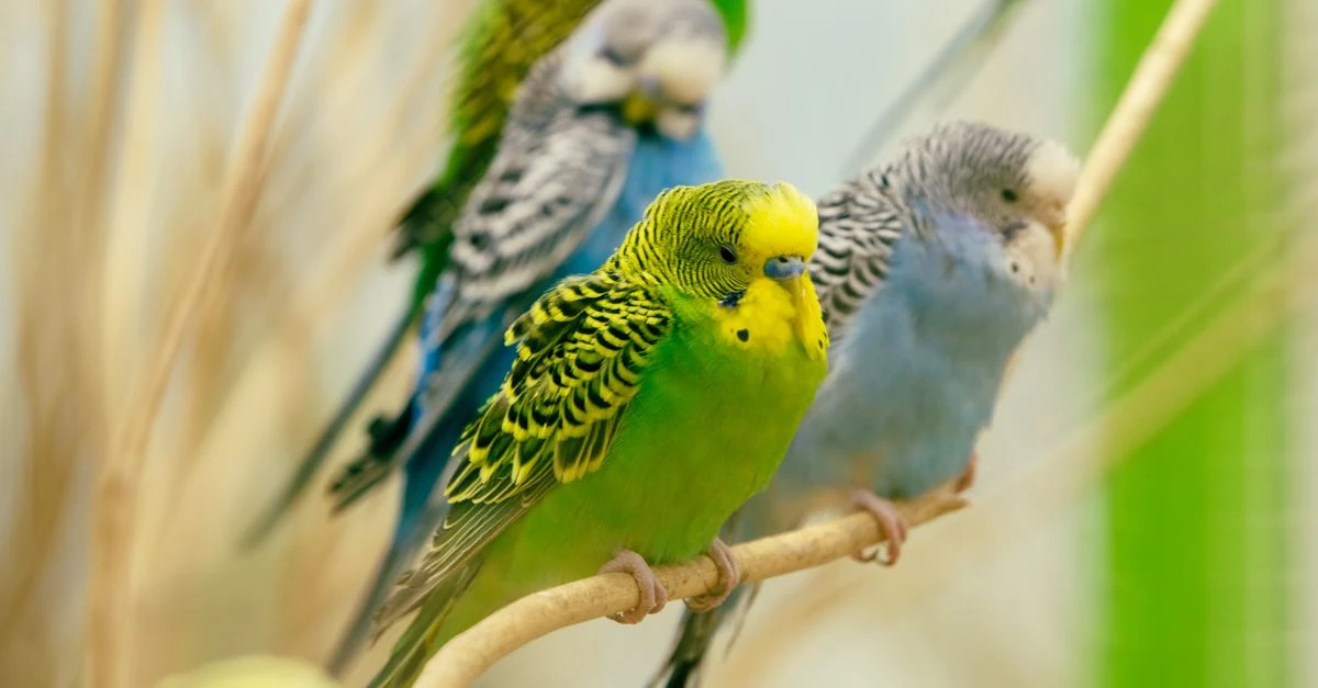 インコの前に天然木とプラスチックのおもちゃを並べて素材を比較する様子