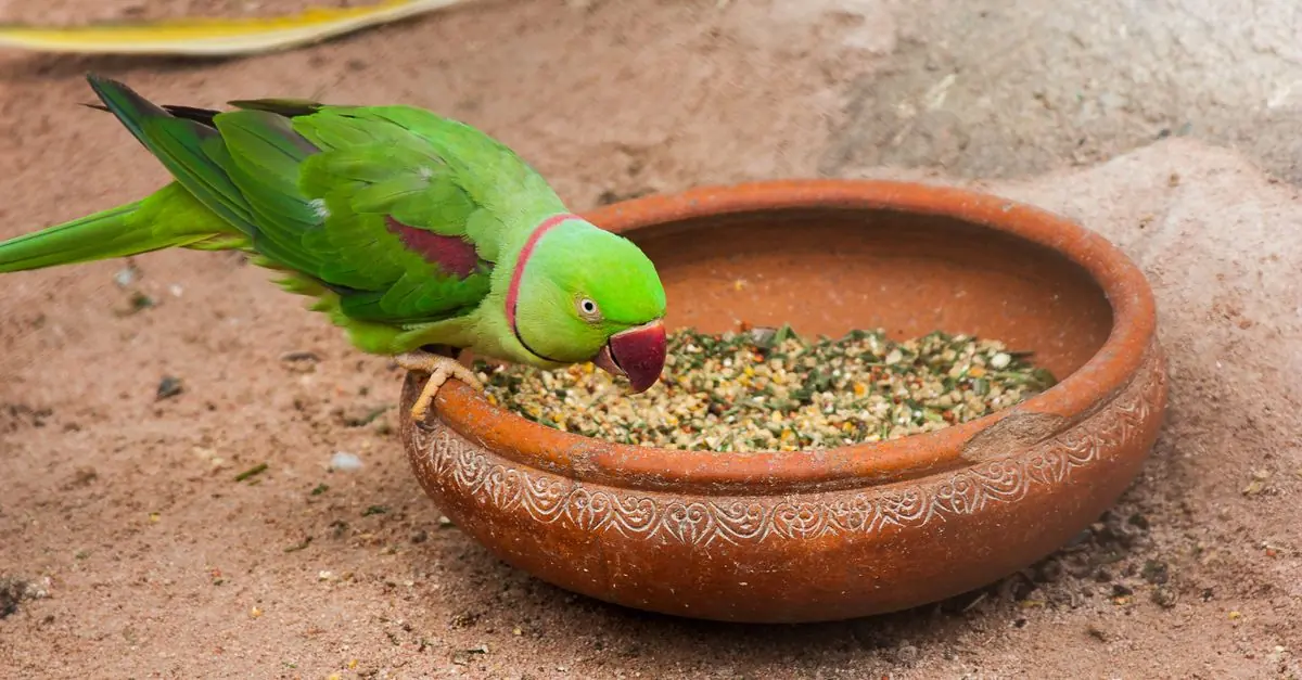 シードとペレットを並べて見比べるインコ