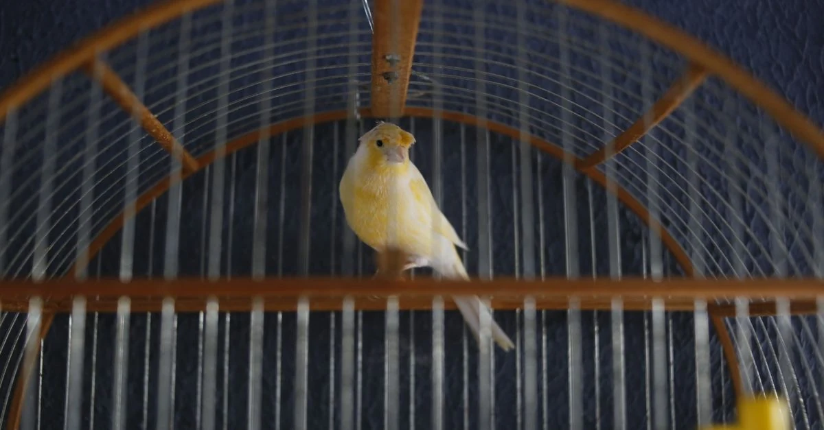 ステンレスワイヤーの鳥かごと透明アクリルケースを比較する様子