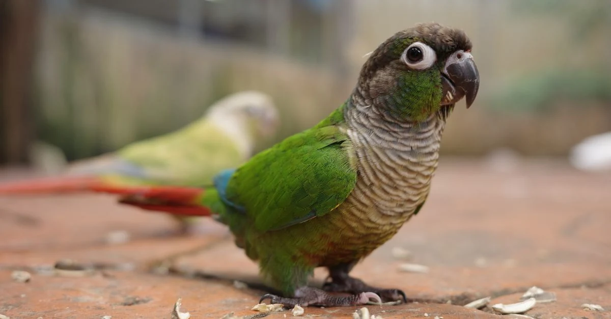 セキセイインコを別室に待機させて安全確認をするキッチン