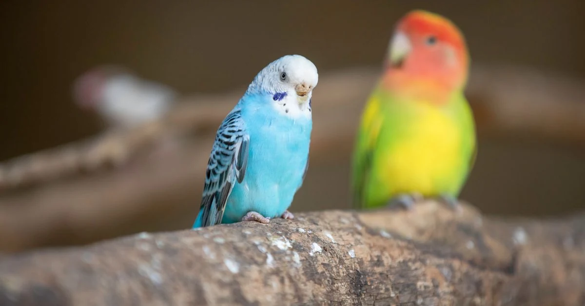 インコの鳥かごと安全性を確認して選ぶ掃除用品