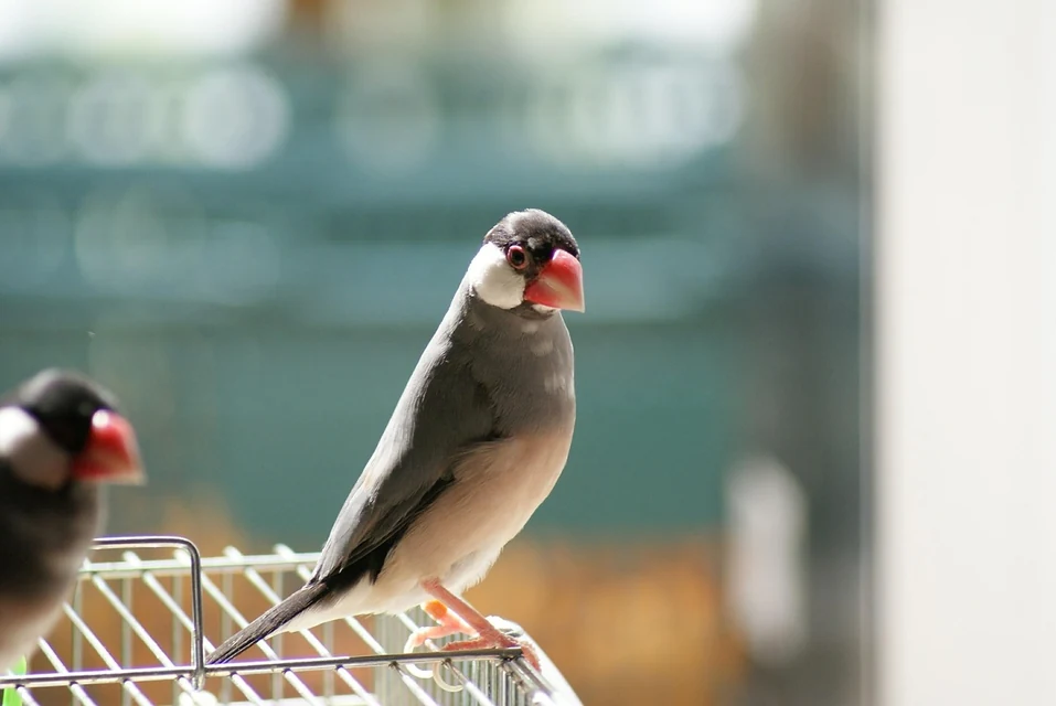 セキセイインコ・オカメインコ・文鳥の餌を種類別に選ぶ様子
