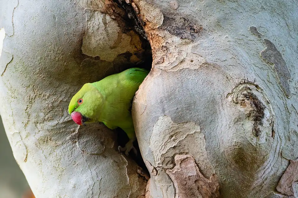 太さの異なる天然木の止まり木を足指で握るインコ