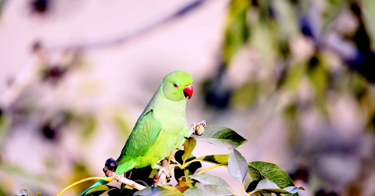 インコ用ペレット5商品を比較して餌ブランドを選ぶ