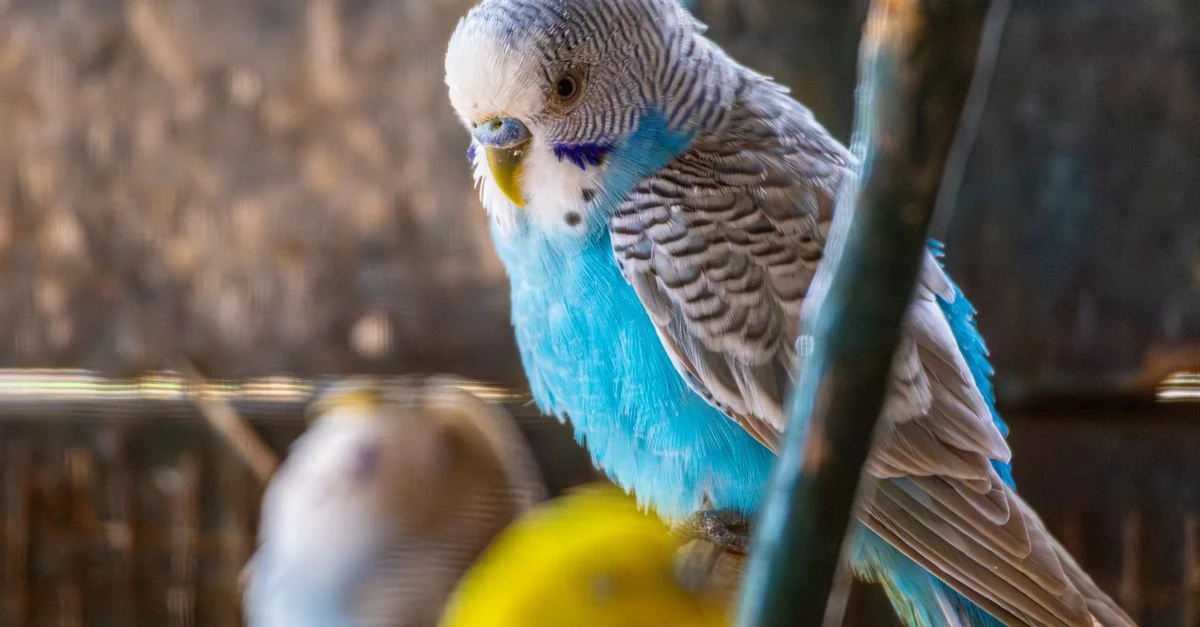 明るい室内でインコのケージから離して管理された観葉植物