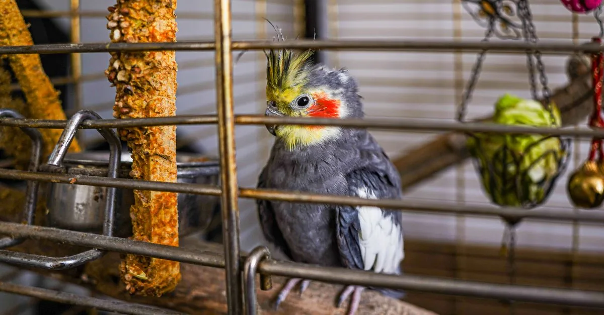 木製や紙製の鳥用おもちゃを安全点検するセキセイインコの飼い主