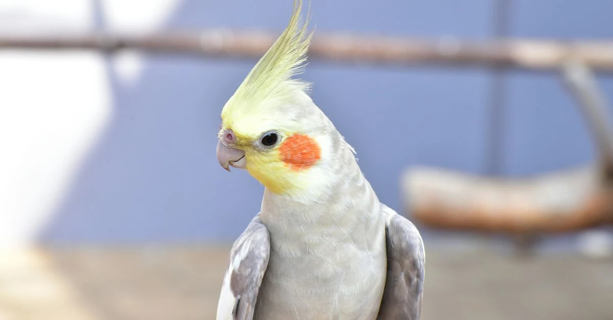 ペレットと緑黄色野菜を前にしたオカメインコ