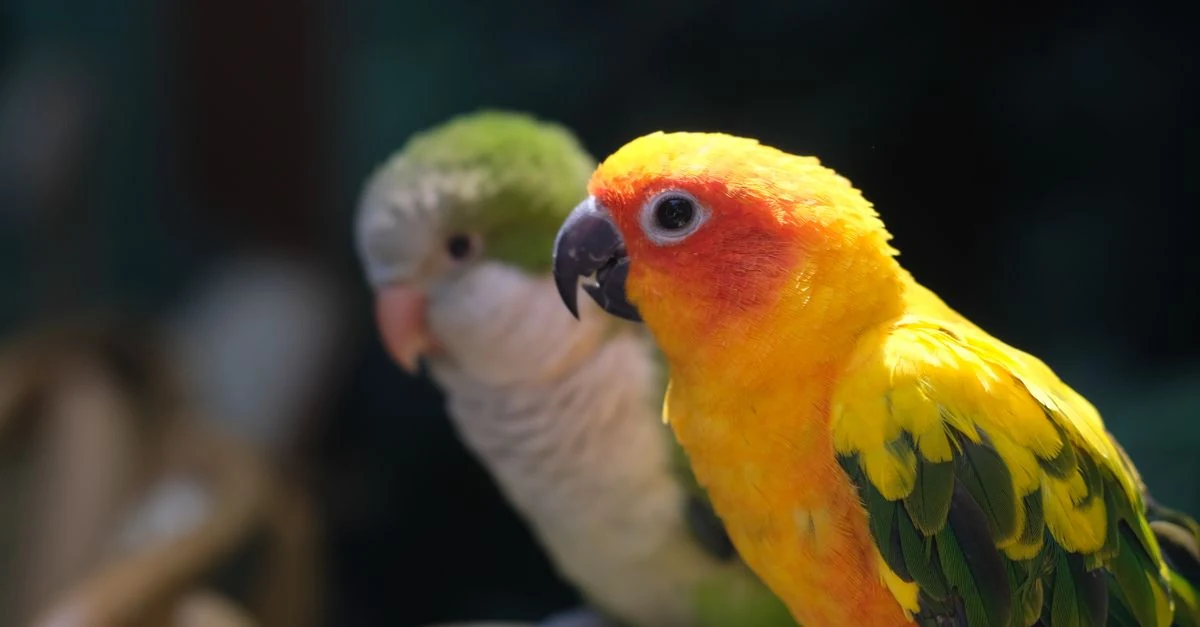 室内の鳥かごへ上方から鳥用紫外線ライトを当て、インコが日陰へ移動できる飼育環境