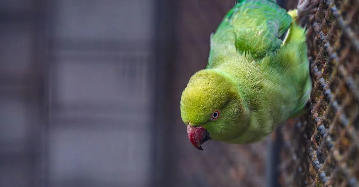 インコのお迎え先を相談する家族と鳥のいる店内