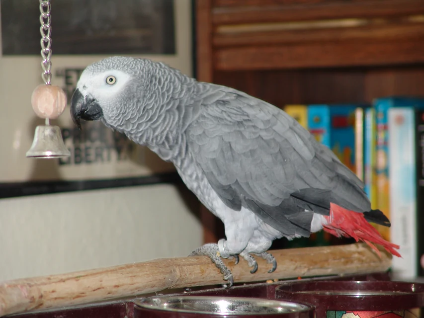 翼を広げたインコを飼い主が安全に見守る様子